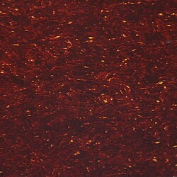 AP PG 0095-044 PG roh 3-l. red tortoise  